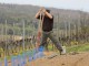 Neuen Weinberg angelegt