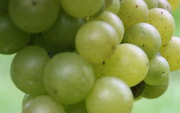 Trauben